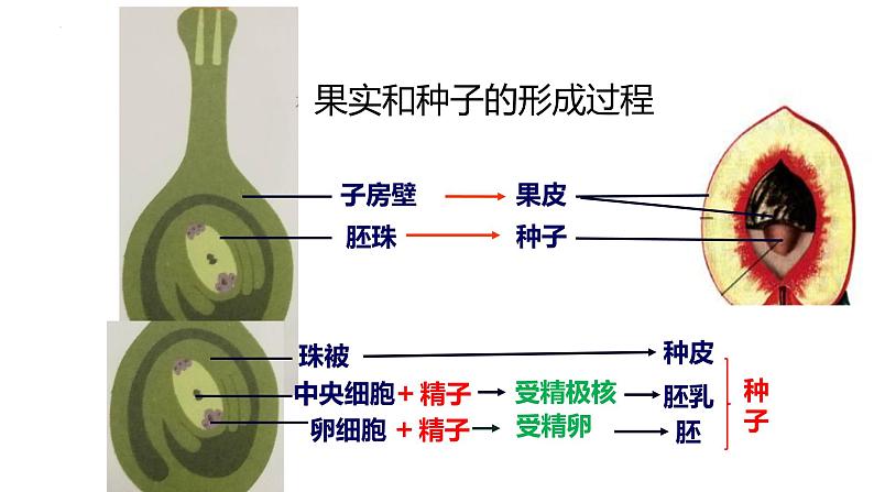 人教版生物八年级下册7.1.1植物的生殖课件04