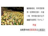 5.4.4细菌真菌在自然界的作用课件 人教版生物八年级上册