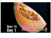 5.4.4细菌真菌在自然界的作用课件 人教版生物八年级上册
