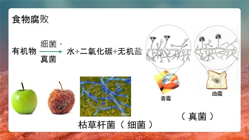 5.4.4细菌真菌在自然界的作用课件 人教版生物八年级上册第5页