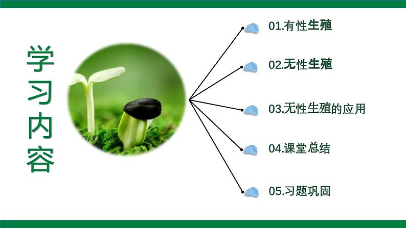 【核心素养】人教版初中生物八年级下册7.1.1《植物的生殖》课件+教案+课时练习（含教学反思和答案）03