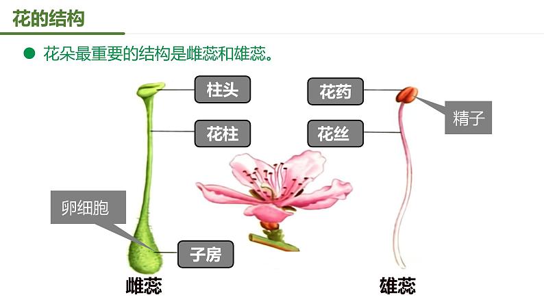 【核心素养】人教版初中生物八年级下册7.1.1《植物的生殖》课件+教案+课时练习（含教学反思和答案）08