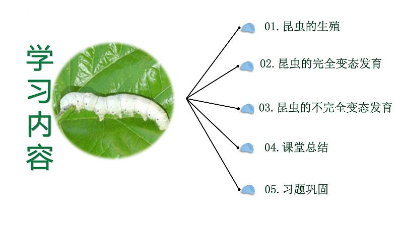 【核心素养】人教版初中生物八年级下册7.1.2《昆虫的生殖和发育》课件+教案+课时练习（含教学反思）03