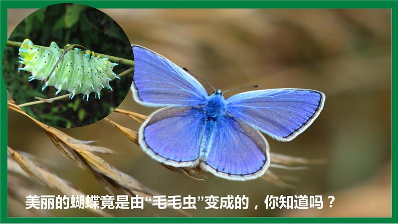 【核心素养】人教版初中生物八年级下册7.1.2《昆虫的生殖和发育》课件+教案+课时练习（含教学反思）05