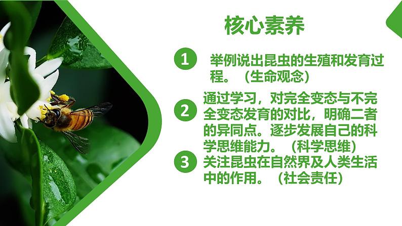 【核心素养】人教版初中生物八年级下册7.1.2《昆虫的生殖和发育》课件第2页