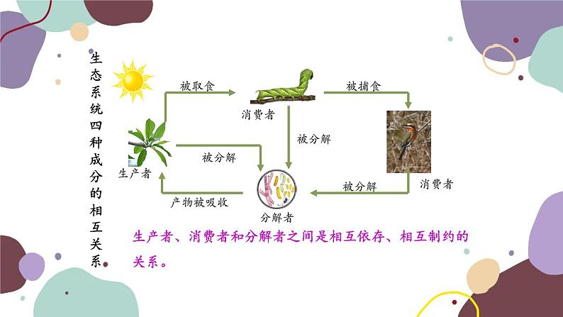 人教版生物七年级上册 1.2.2生物与环境组成生态系统优化课件08