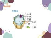人教版生物七年级上册 2.1.3动物细胞优化课件