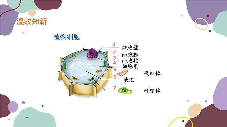 人教版生物七年级上册 2.1.3动物细胞优化课件02