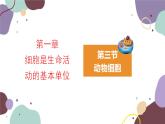 人教版生物七年级上册 2.1.3动物细胞优化课件