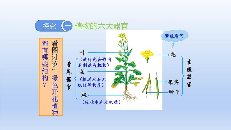 人教版生物七年级上册 2.2.3植物体的结构层次优化课件05