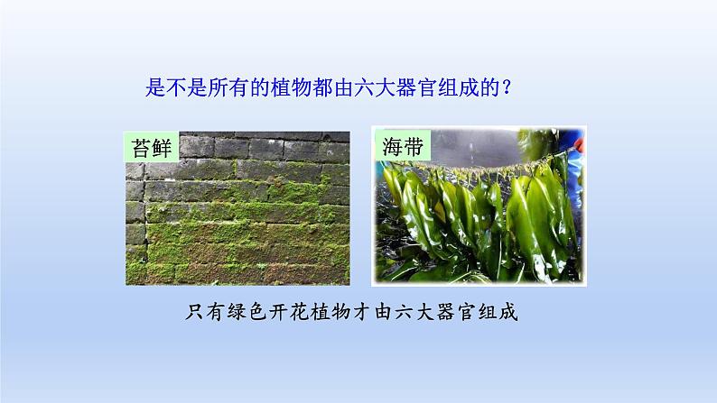 人教版生物七年级上册 2.2.3植物体的结构层次优化课件06