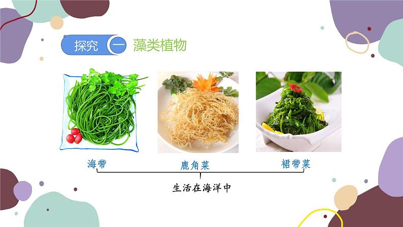 人教版生物七年级上册 3.1.1藻类、苔藓和蕨类植物优化课件第5页