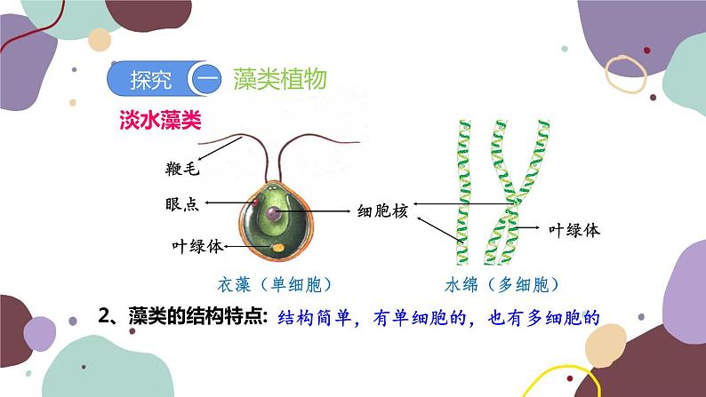 人教版生物七年级上册 3.1.1藻类、苔藓和蕨类植物优化课件第7页