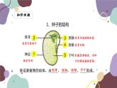 人教版生物七年级上册 3.2.1种子的萌发优化课件