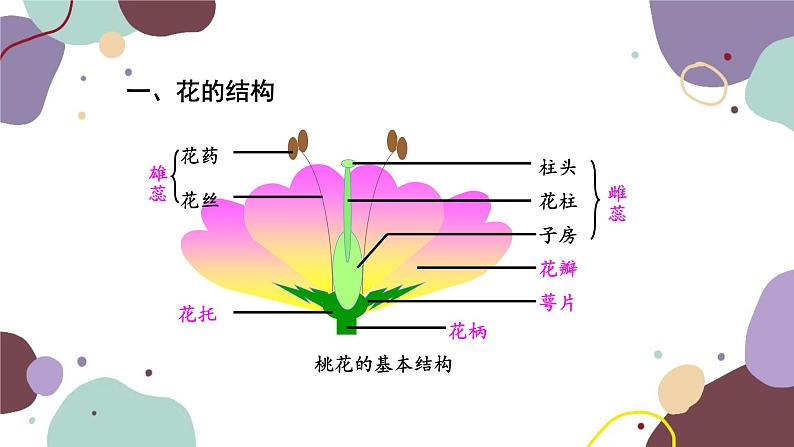 人教版生物七年级上册 3.2.3开花和结果课件04