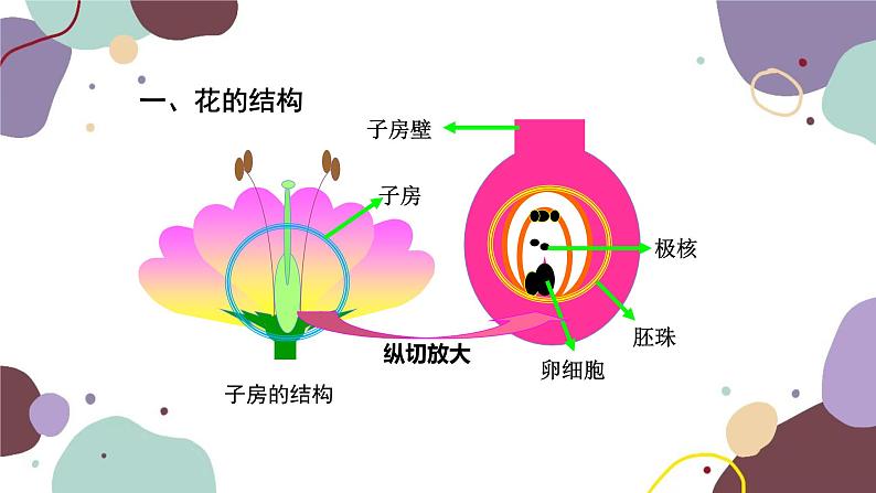 人教版生物七年级上册 3.2.3开花和结果课件05