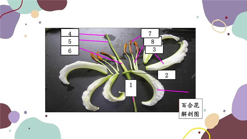 人教版生物七年级上册 3.2.3开花和结果课件08