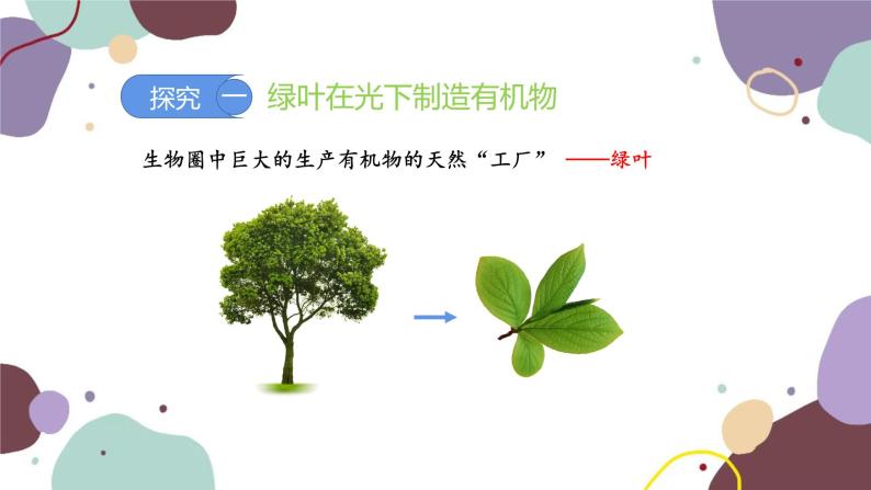 人教版生物七年级上册 3.4绿色植物是生物圈中有机物的制造者优化课件03