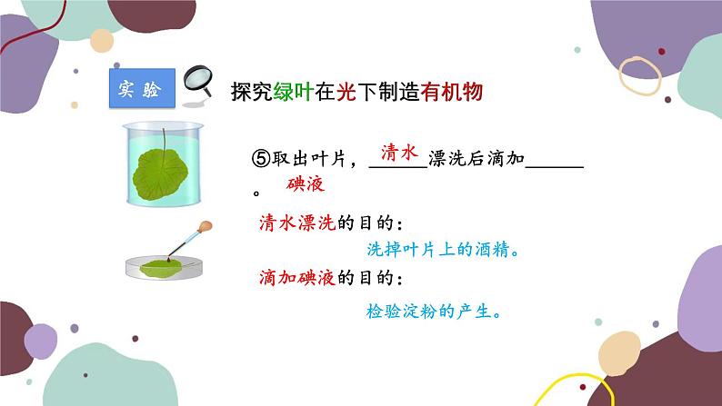 人教版生物七年级上册 3.4绿色植物是生物圈中有机物的制造者优化课件08