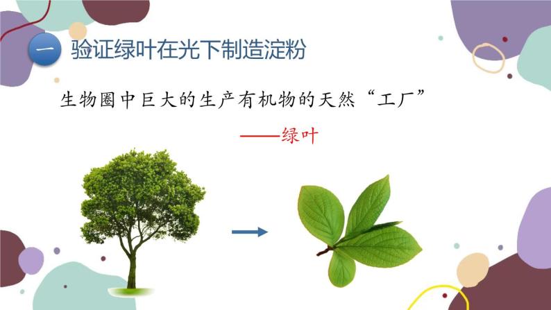 济南版生物七年级上册 2.1.3绿色植物的光合作用 第1课时课件03