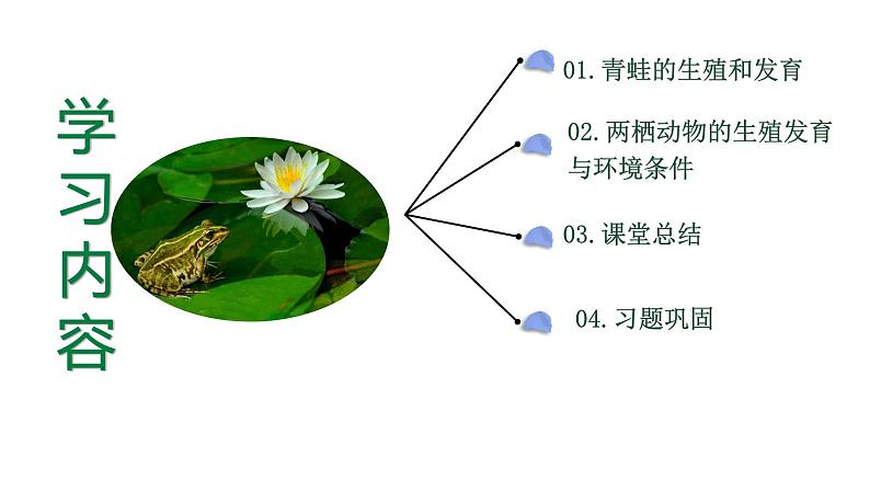 【核心素养】人教版初中生物八年级下册7.1.3《两栖动物的生殖和发育》课件+教案+课时练习（含教学反思）03