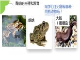 【核心素养】人教版初中生物八年级下册7.1.3《两栖动物的生殖和发育》课件+教案+课时练习（含教学反思）