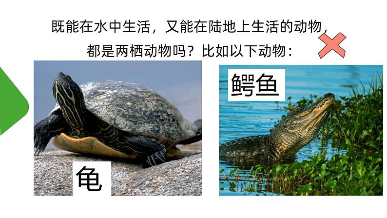 【核心素养】人教版初中生物八年级下册7.1.3《两栖动物的生殖和发育》课件+教案+课时练习（含教学反思）06