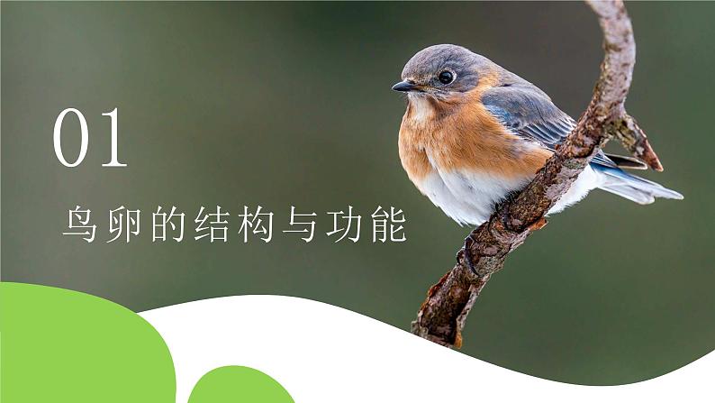 【核心素养】人教版初中生物八年级下册7.1.4《鸟类的生殖和发育》课件+教案+课时练习（含教学反思）05