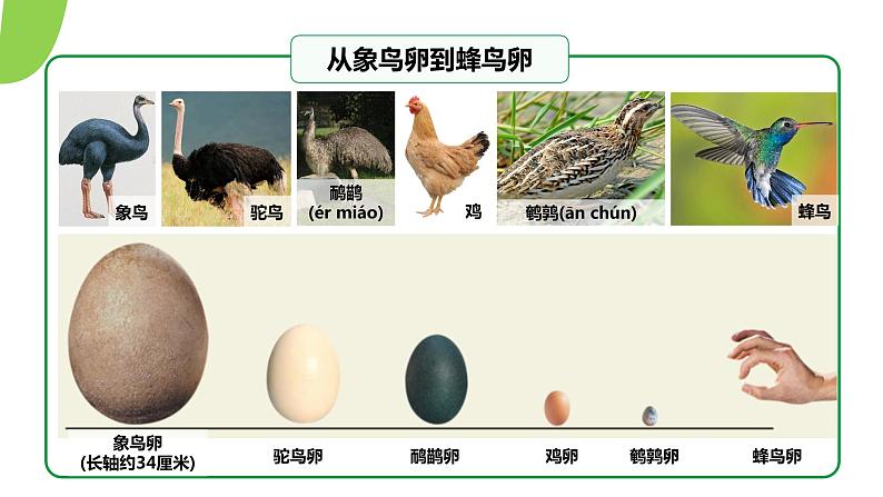 【核心素养】人教版初中生物八年级下册7.1.4《鸟类的生殖和发育》课件+教案+课时练习（含教学反思）06