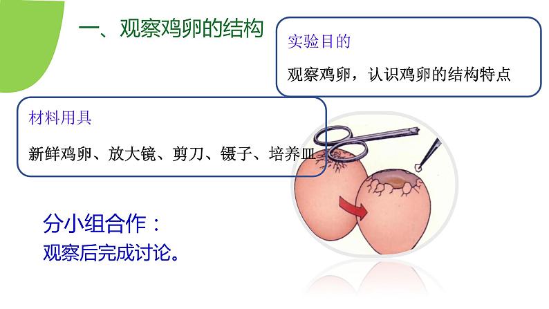 【核心素养】人教版初中生物八年级下册7.1.4《鸟类的生殖和发育》课件+教案+课时练习（含教学反思）08