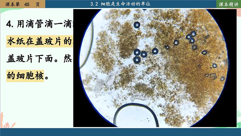 北师大版生物七年级上册 3.2 细胞是生命活动的单位课件08