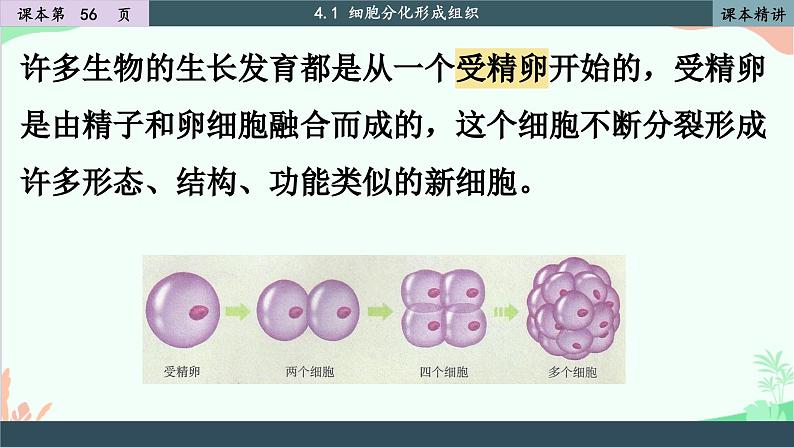 北师大版生物七年级上册 4.1 细胞分化形成组织课件04