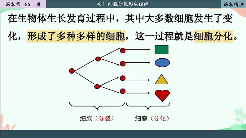 北师大版生物七年级上册 4.1 细胞分化形成组织课件05