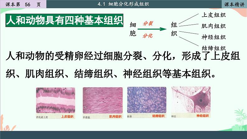 北师大版生物七年级上册 4.1 细胞分化形成组织课件07