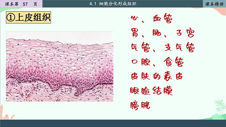 北师大版生物七年级上册 4.1 细胞分化形成组织课件08