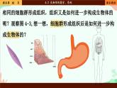 北师大版生物七年级上册 4.2 生物体的器官、系统课件