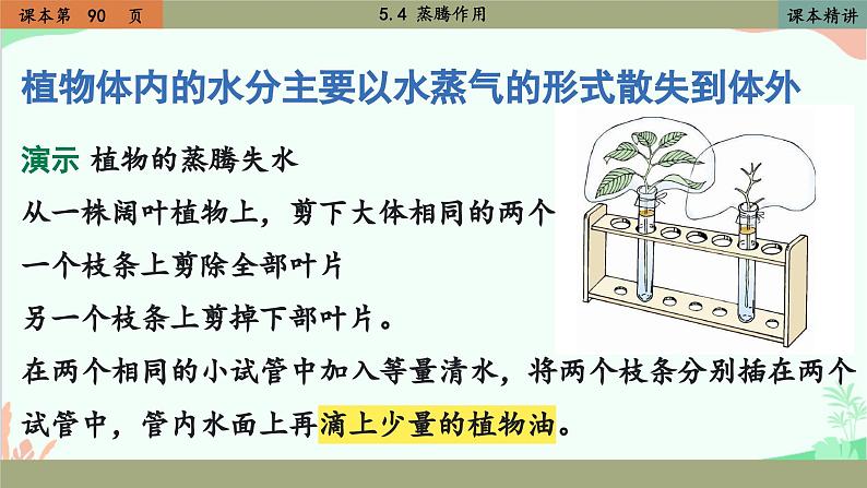 北师大版生物七年级上册 5.4 蒸腾作用课件04