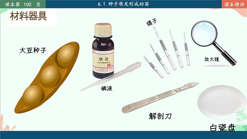 北师大版生物七年级上册 6.1 种子萌发形成幼苗课件07