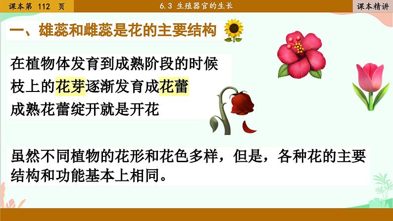 北师大版生物七年级上册 6.3 生殖器官的生长课件03