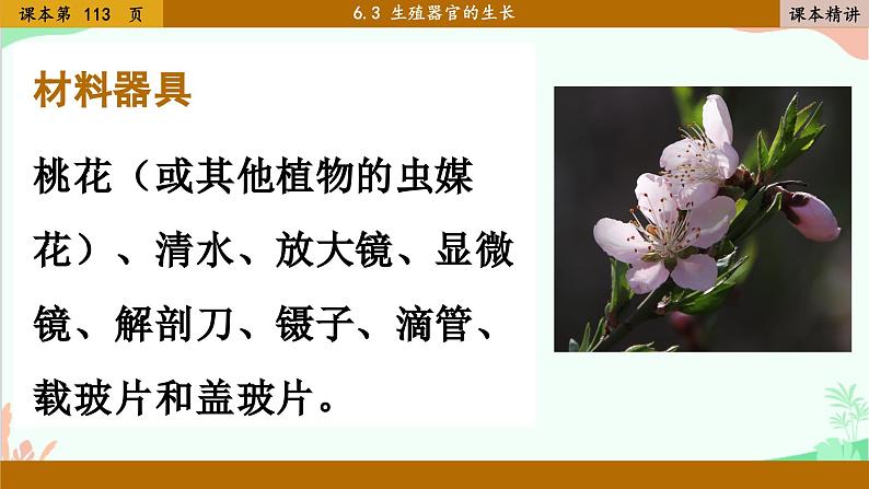 北师大版生物七年级上册 6.3 生殖器官的生长课件06