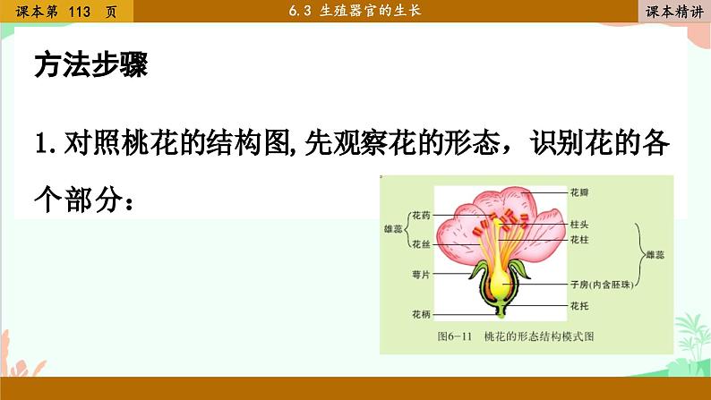 北师大版生物七年级上册 6.3 生殖器官的生长课件07