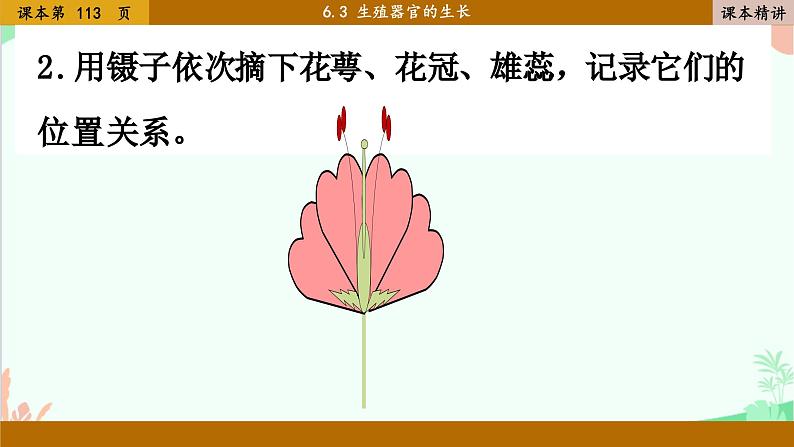 北师大版生物七年级上册 6.3 生殖器官的生长课件08