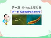 人教版生物八年级上册 5.1.1腔肠动物和扁形动物课件