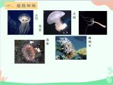 人教版生物八年级上册 5.1.1腔肠动物和扁形动物课件