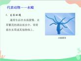 人教版生物八年级上册 5.1.1腔肠动物和扁形动物课件