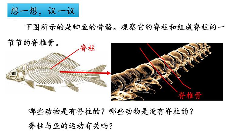 人教版生物八年级上册 5.1.4鱼课件第2页