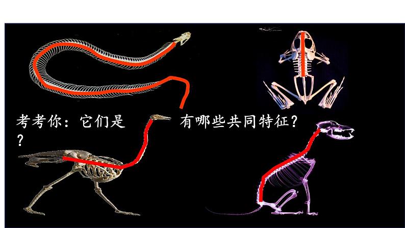 人教版生物八年级上册 5.1.4鱼课件第3页