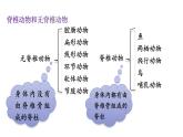 人教版生物八年级上册 5.1.4鱼课件