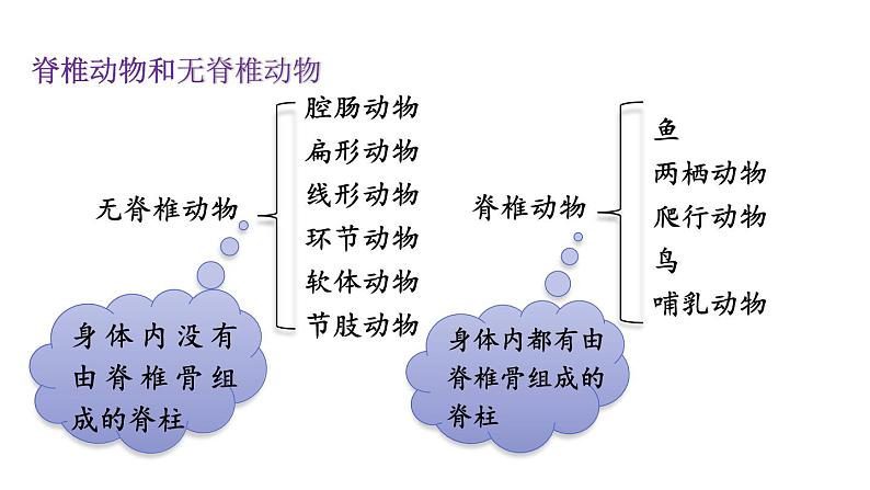 人教版生物八年级上册 5.1.4鱼课件第4页