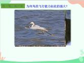 人教版生物八年级上册 5.1.6鸟课件